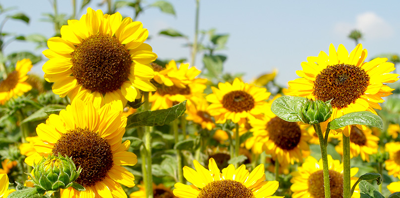 tournesols tournesols