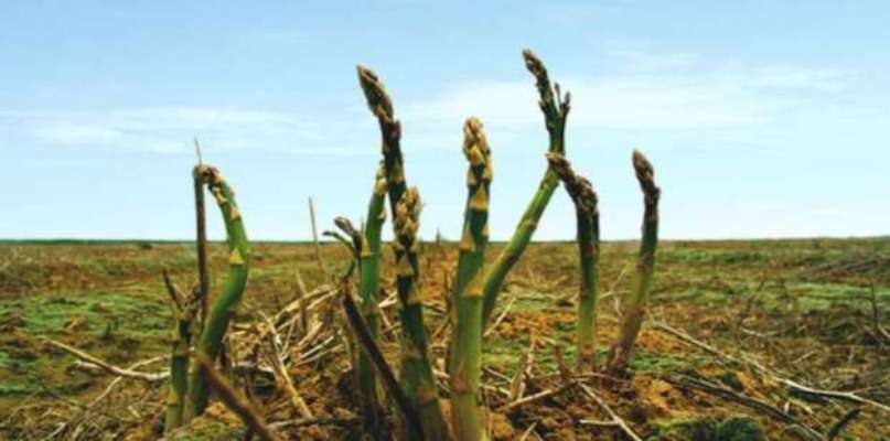 ASPERGES