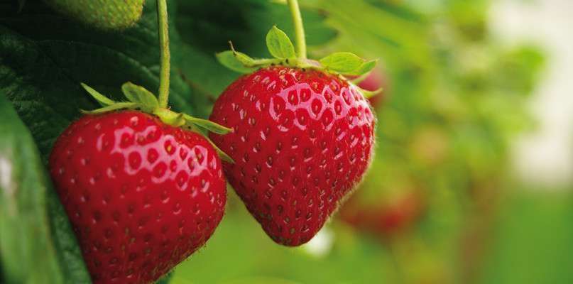 fraises