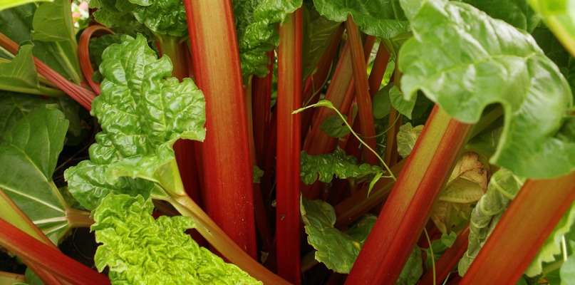 rhubarbes