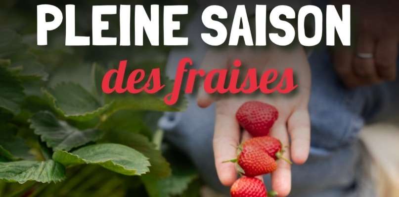FRAISES, Top départ pour faire vos