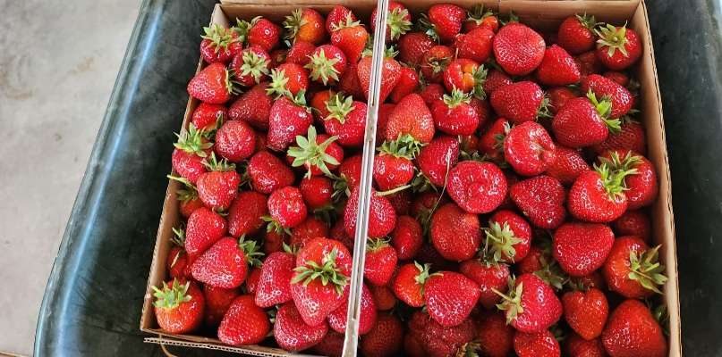 FRAISES BROUETTES