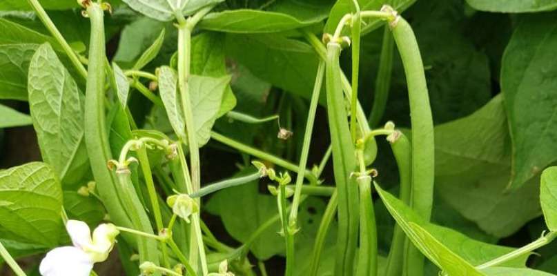 haricots