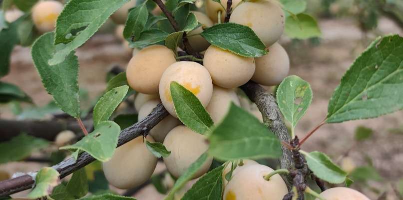 pommes, mirabelles, quetsches,