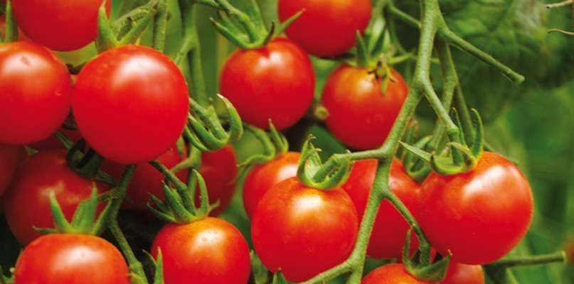 tomates