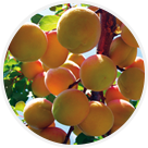 Abricots