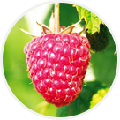 Framboises