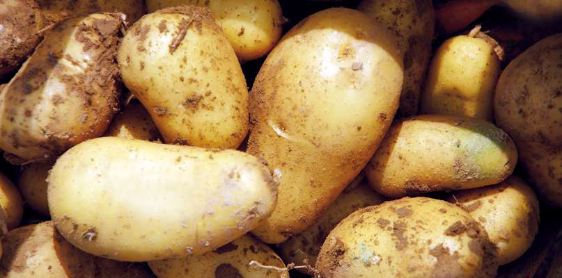 pommes-de-terre pommes-de-terre